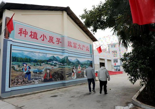 產品遠銷海內外,玉龍這家企業帶動上萬戶村民發展魔芋產業